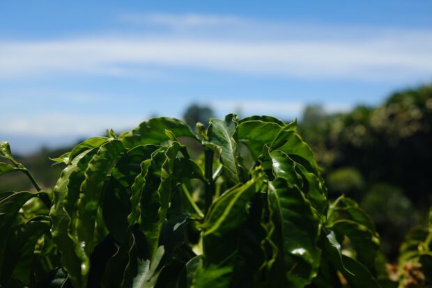 young coffee plant blue sky