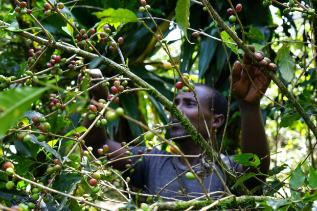 Ethiopia Forest Coffee Farm Africa 1