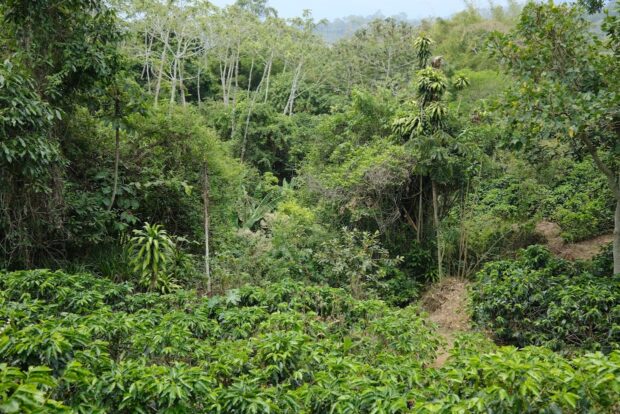 coffee farm