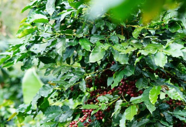 coffee farm